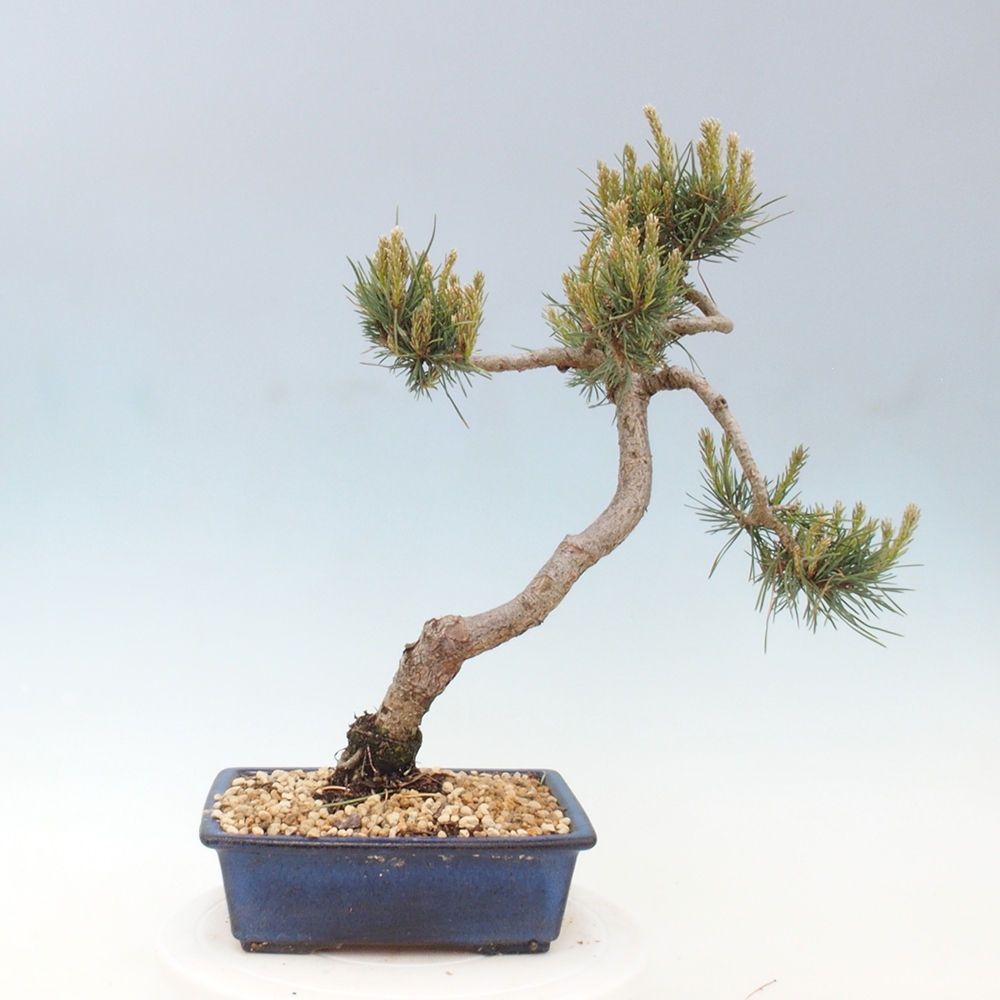 Venkovní bonsai - Pinus Sylvestris Watererri - Borovice lesní