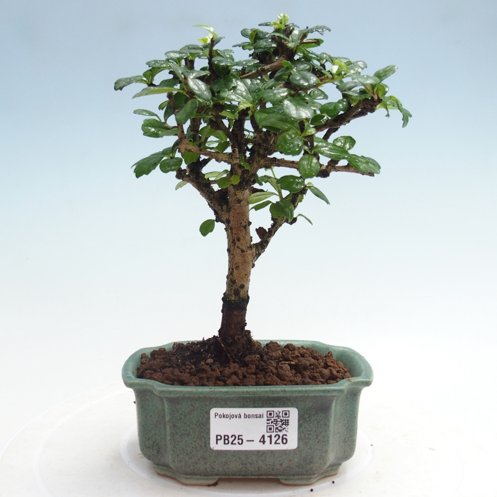 Pokojová bonsai - Carmona macrophylla - Čaj fuki