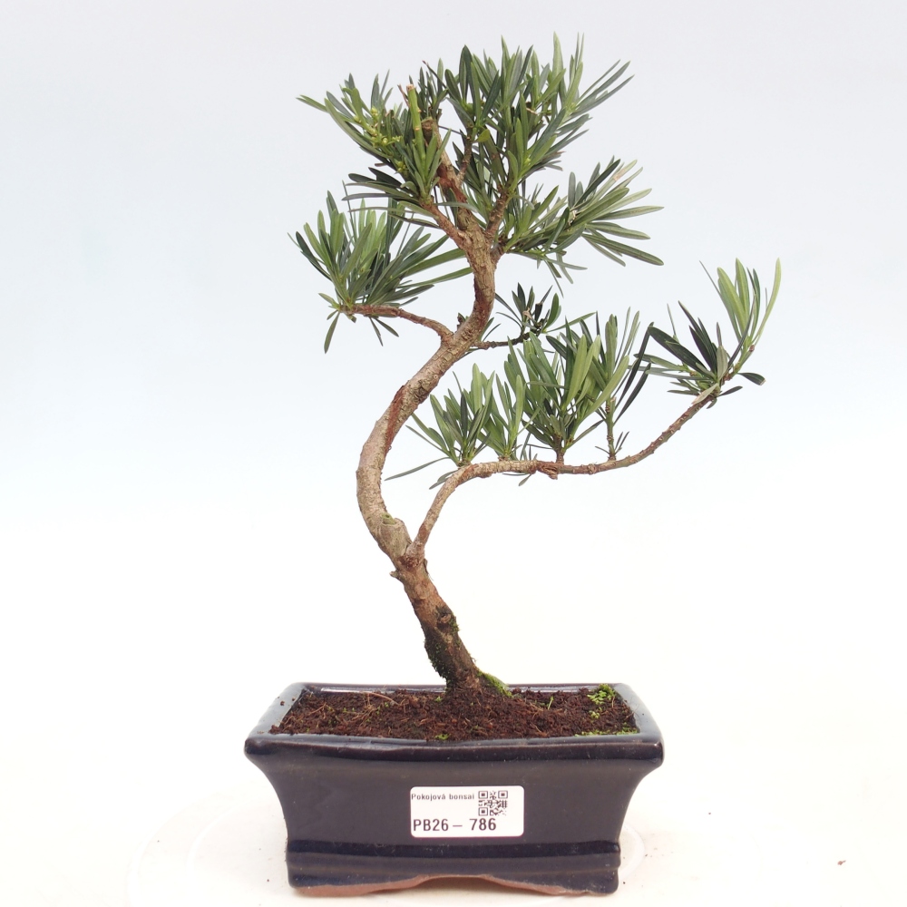 Pokojová bonsai - Podocarpus - Kamenný tis