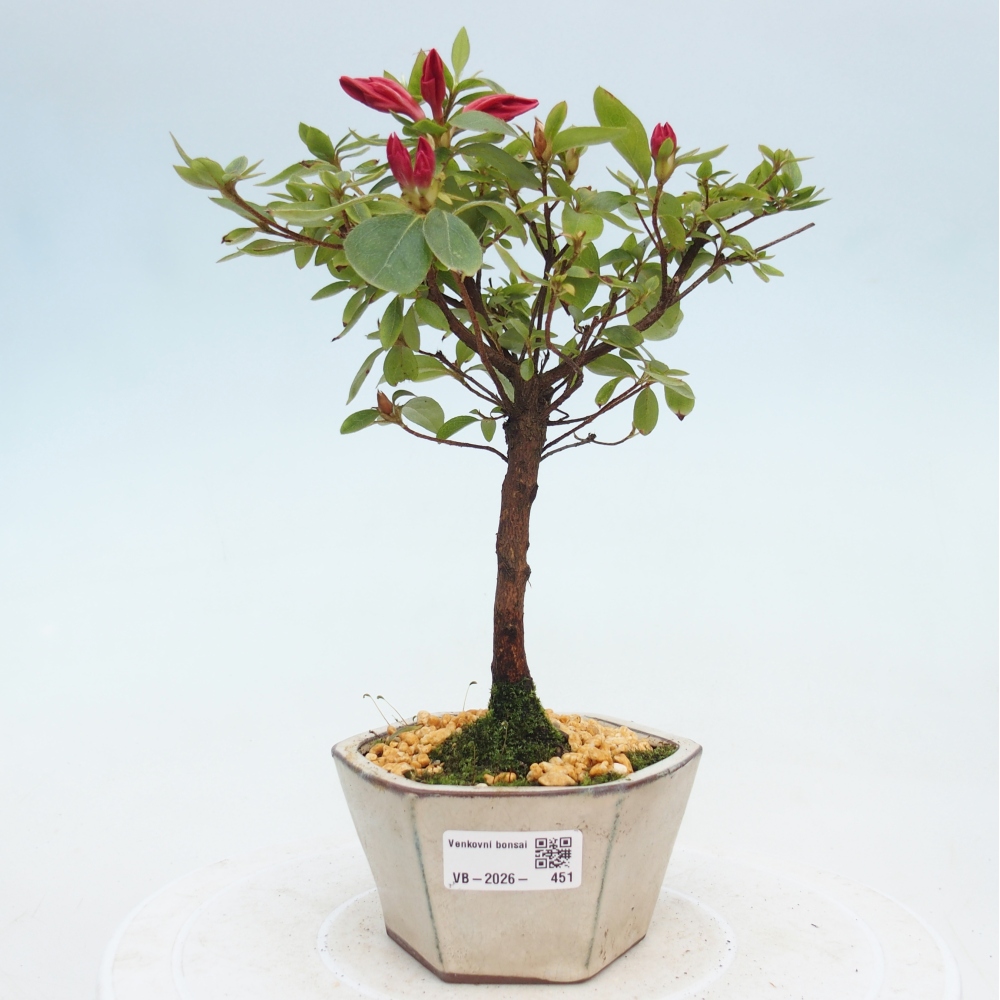 Venkovní bonsai - Japonská azalka - Azalea sp.