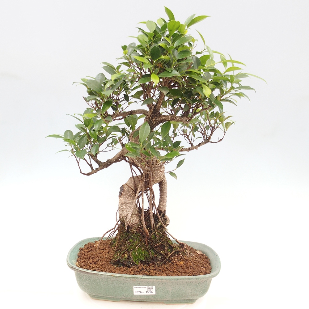 Pokojová bonsai - Ficus kimmen -  malolistý fíkus