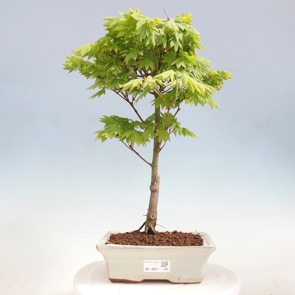 Venkovní bonsai - Javor palmatum katsura GISAN - Javor dlanitolistý
