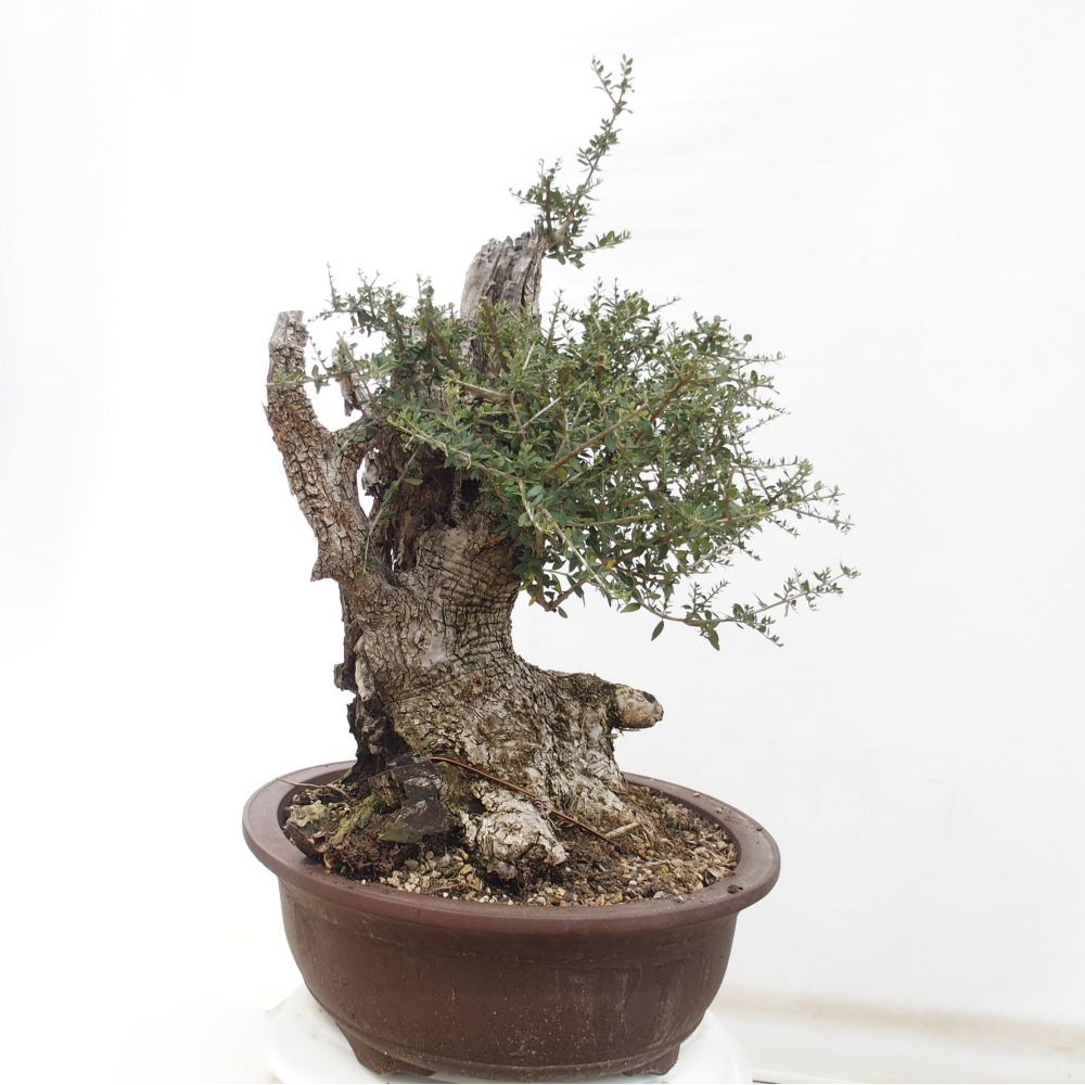 Pokojová bonsai - Olea europaea sylvestris -Oliva evropská drobnolistá