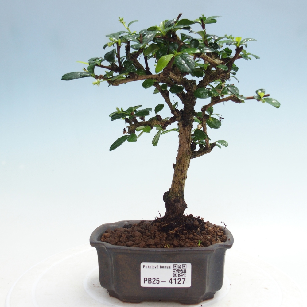 Pokojová bonsai - Carmona macrophylla - Čaj fuki