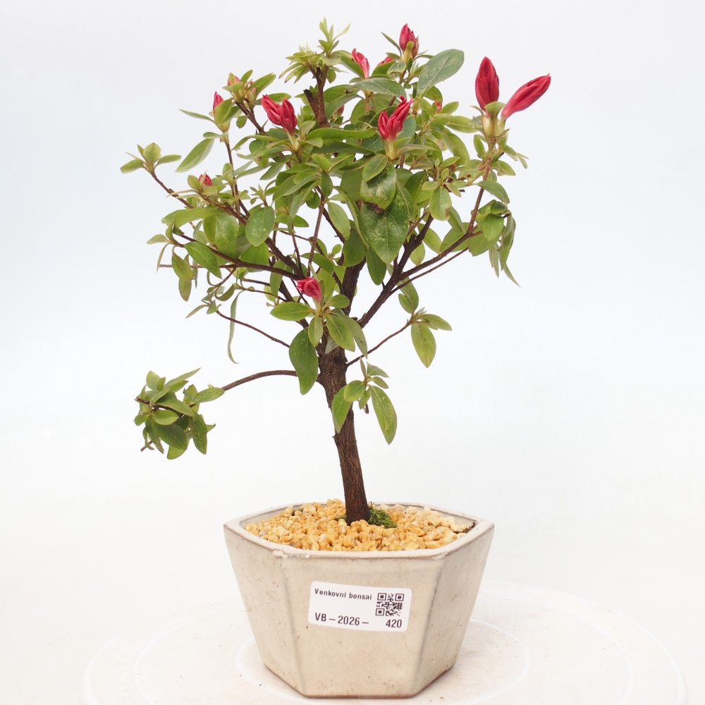 Venkovní bonsai - Japonská azalka - Azalea sp.