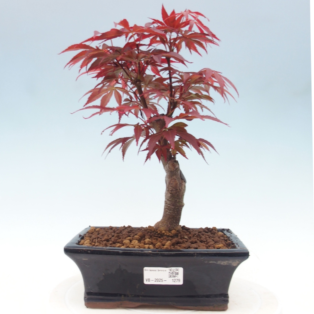 Venkovní bonsai - Acer palm. Atropurpureum-Javor dlanitolistý