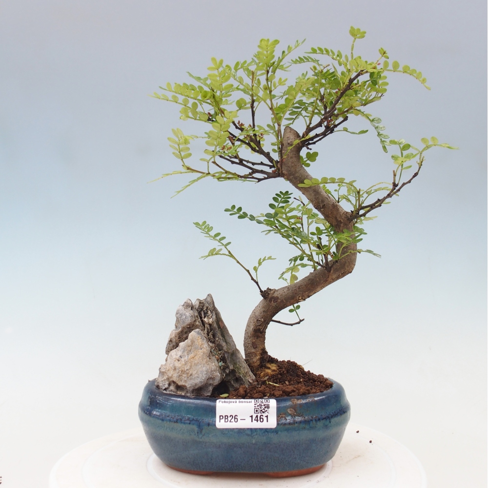 Pokojová bonsai - Zantoxylum piperitum - Pepřovník