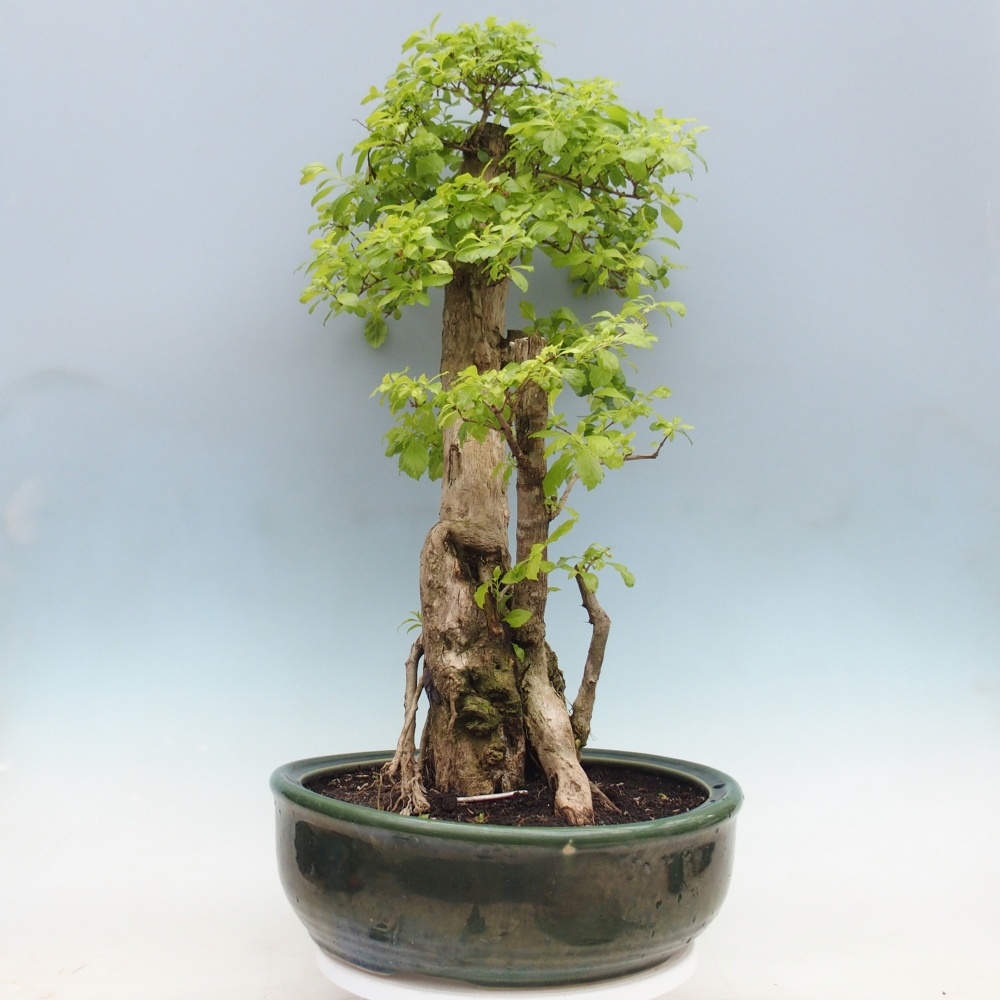 Pokojová bonsai - Duranta erecta Aurea - POUZE OSOBNÍ ODBĚR nebo paletová přeprava