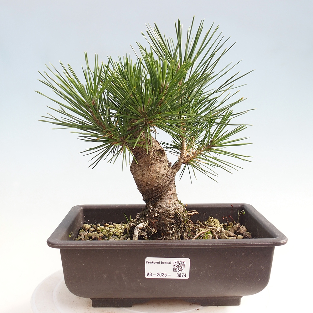 Venkovní bonsai - Pinus thunbergii - Borovice thunbergova