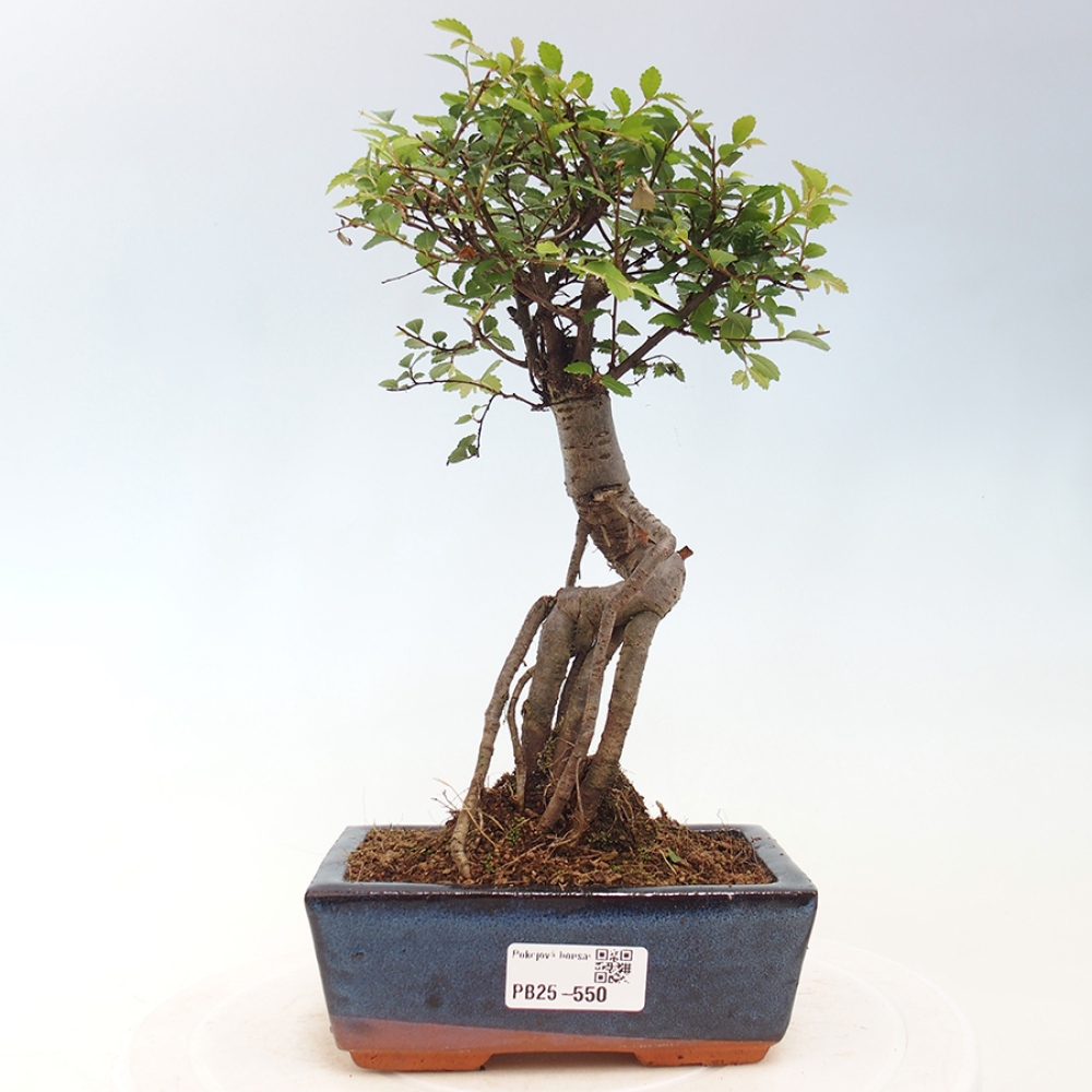 Pokojová bonsai - Ulmus parvifolia - Malolistý jilm