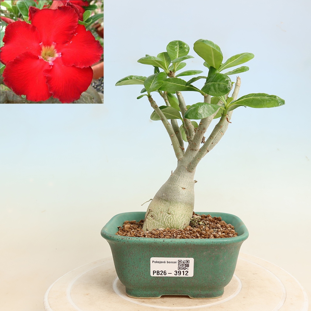 Pokojová bonsai - Adenium obesum Red Star - Pouštní růže