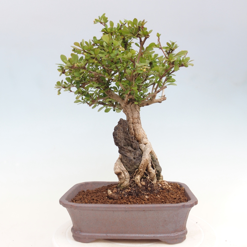 Venkovní bonsai - Berberis coreana - Dřištál korejský