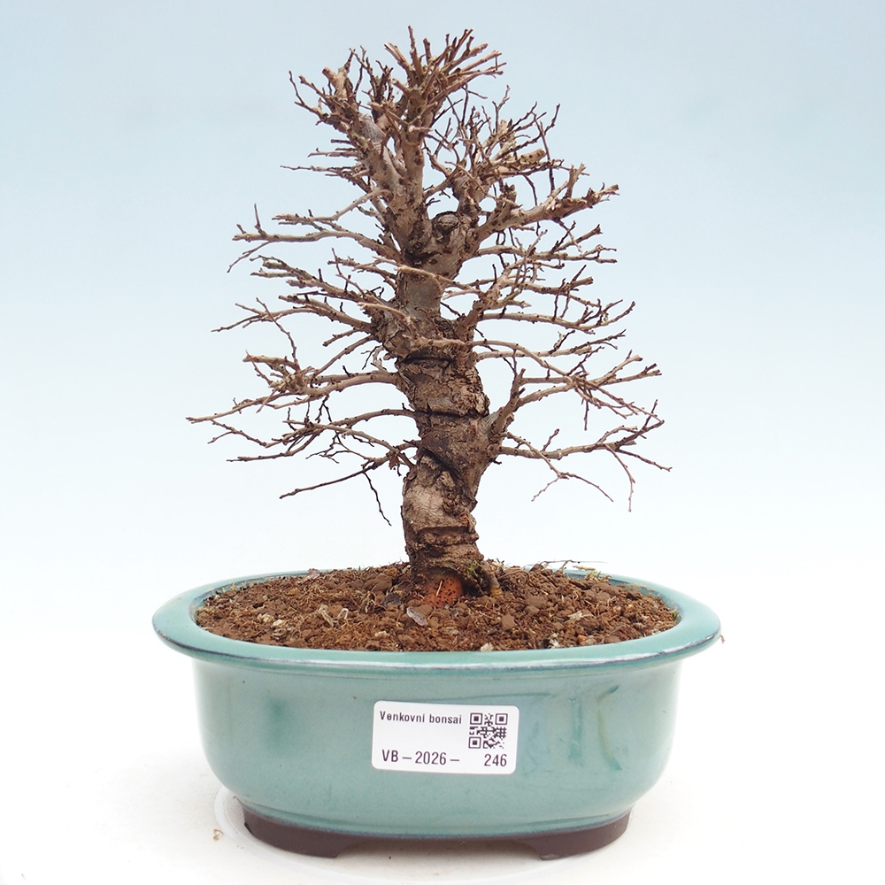 Venkovní bonsai - Zelkova - Zelkova NIRE