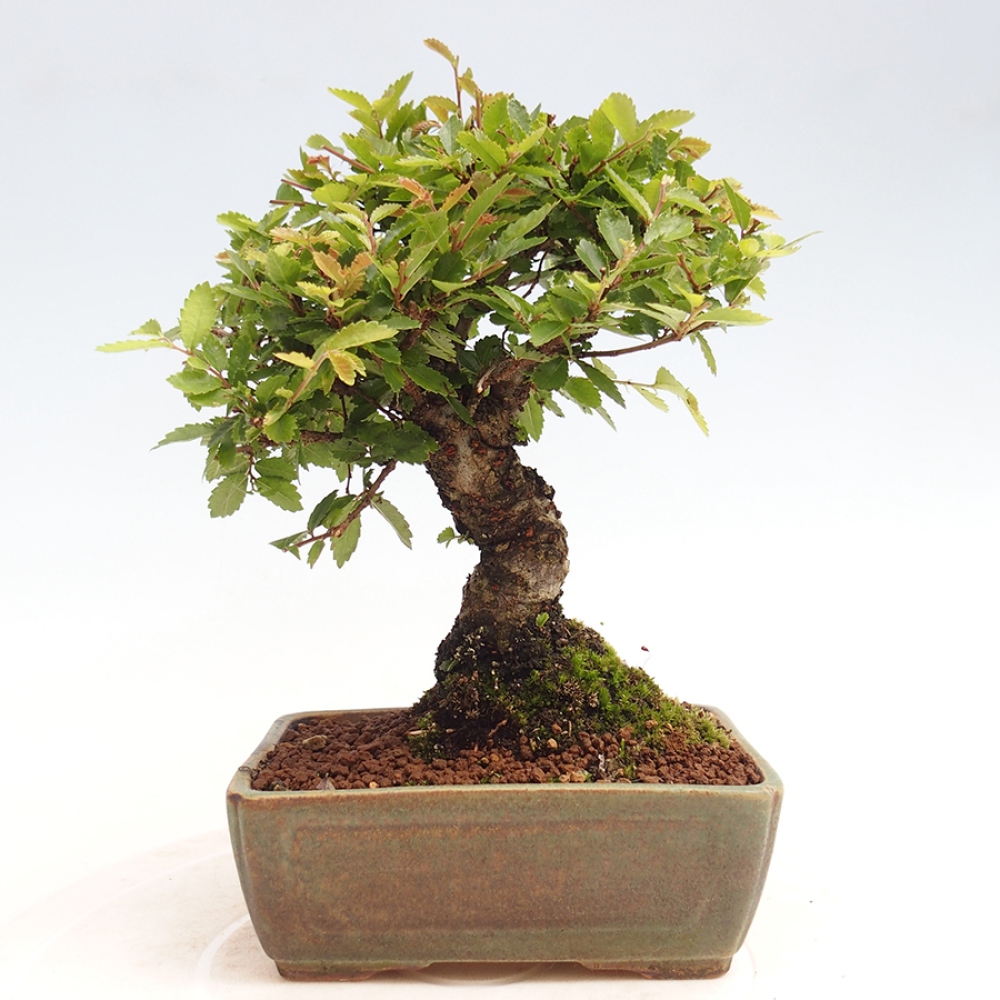 Venkovní bonsai - Zelkova - Zelkova NIRE