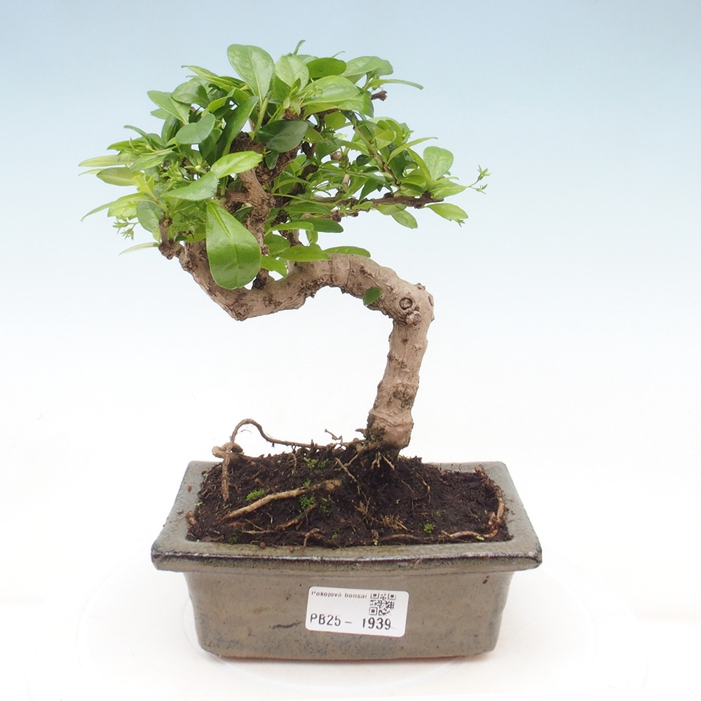Pokojová bonsai - Carmona macrophylla - Čaj fuki