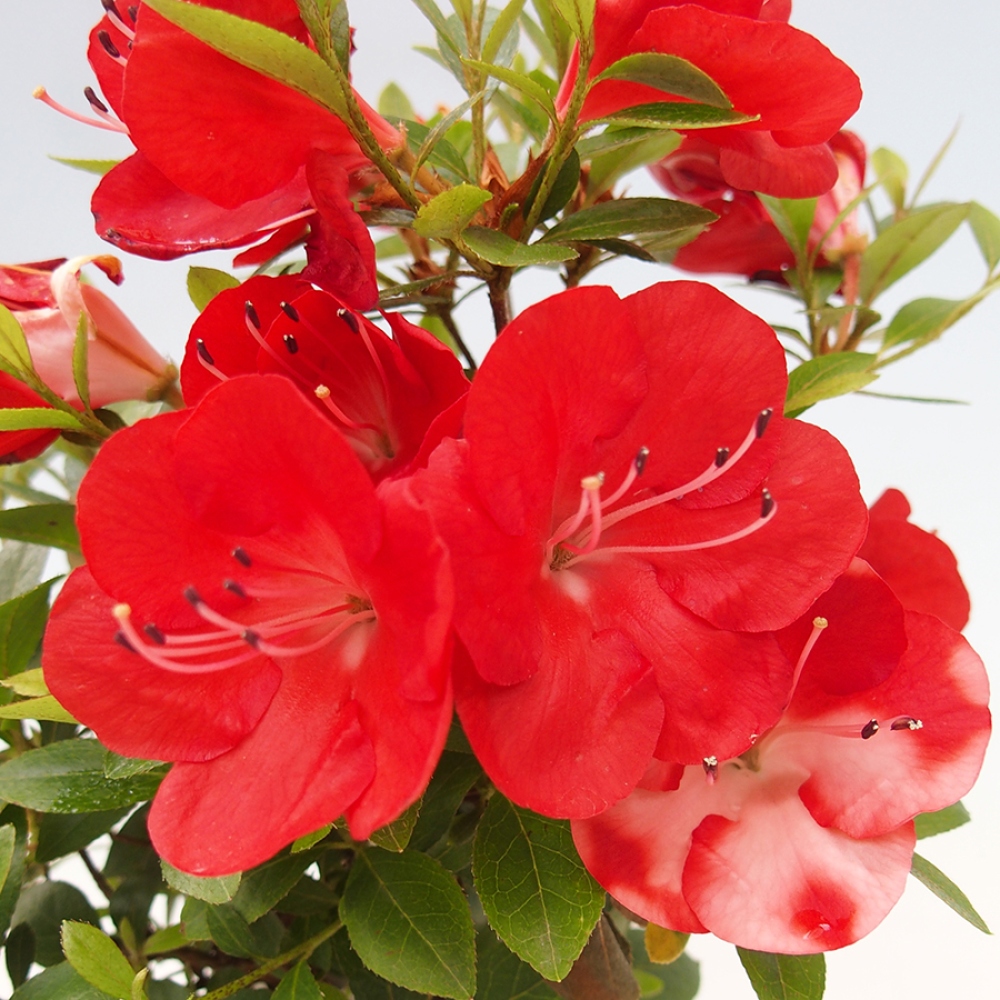 Venkovní bonsai - Japonská azalka - Azalea Benibeni