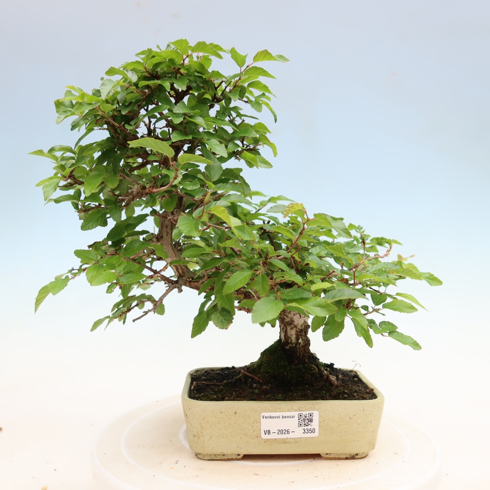 Venkovní bonsai -Carpinus Coreana - Habr korejský