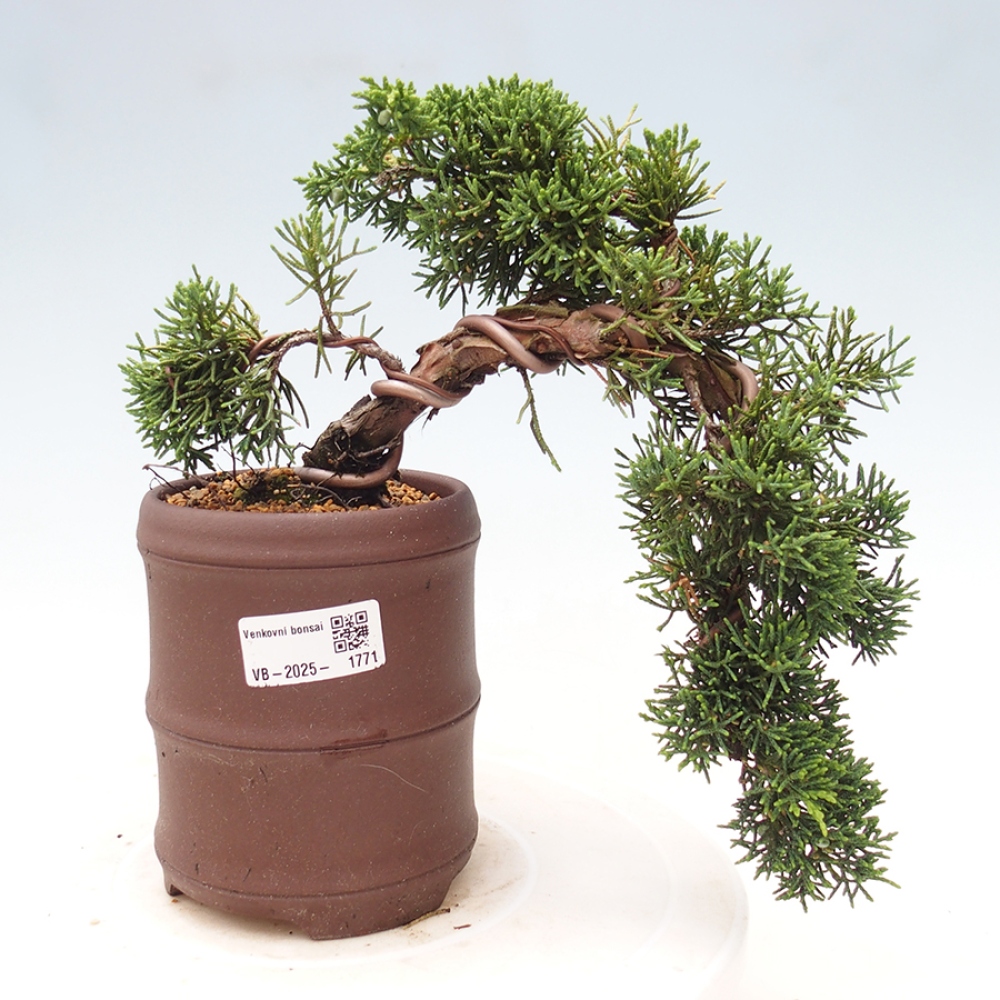 Venkovní bonsai - Juniperus chinensis Kishu -Jalovec čínský