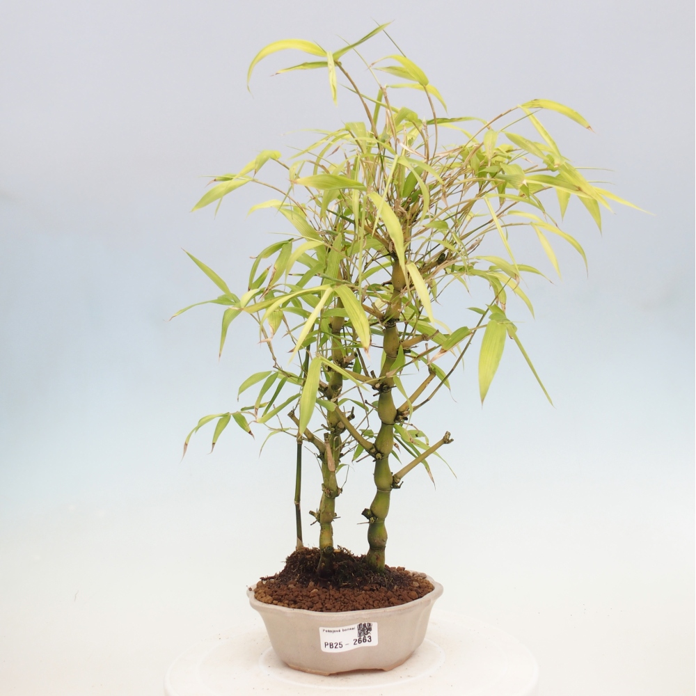 Pokojová bonsai - Bambus budha-Bambus budhovo břicho