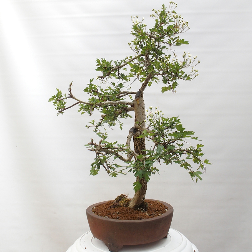 Venkovní bonsai - Hloh - Crataegus monogyna