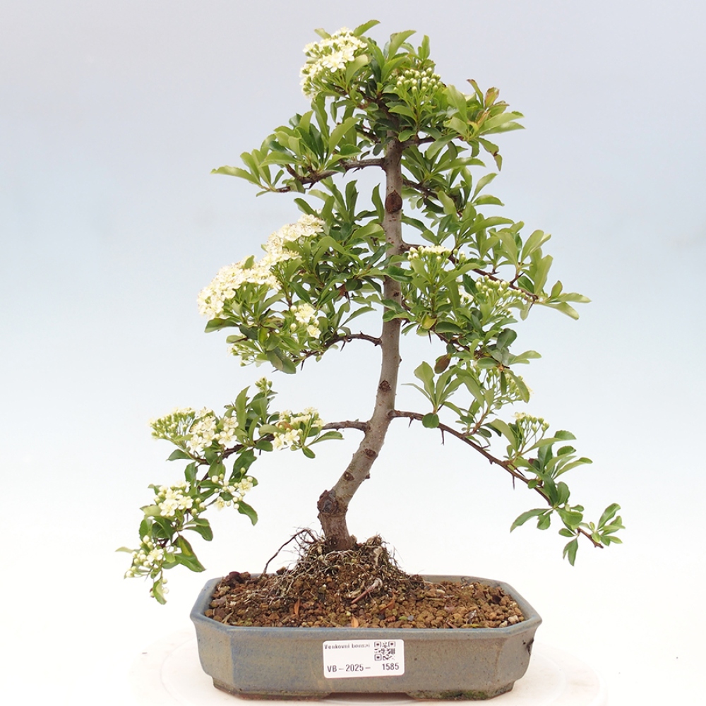 Venkovní bonsai-Pyracanta Teton -Hlohyně