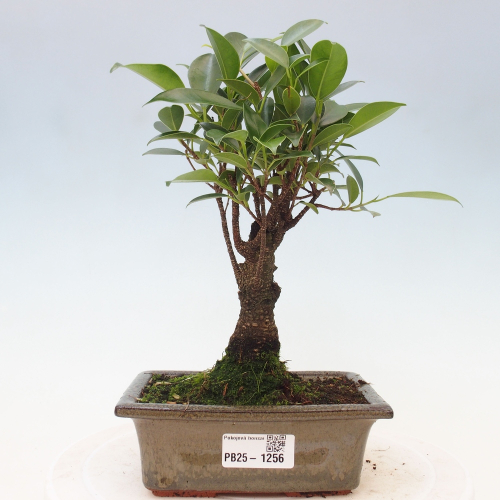 Pokojová bonsai - Ficus retusa -  malolistý fíkus