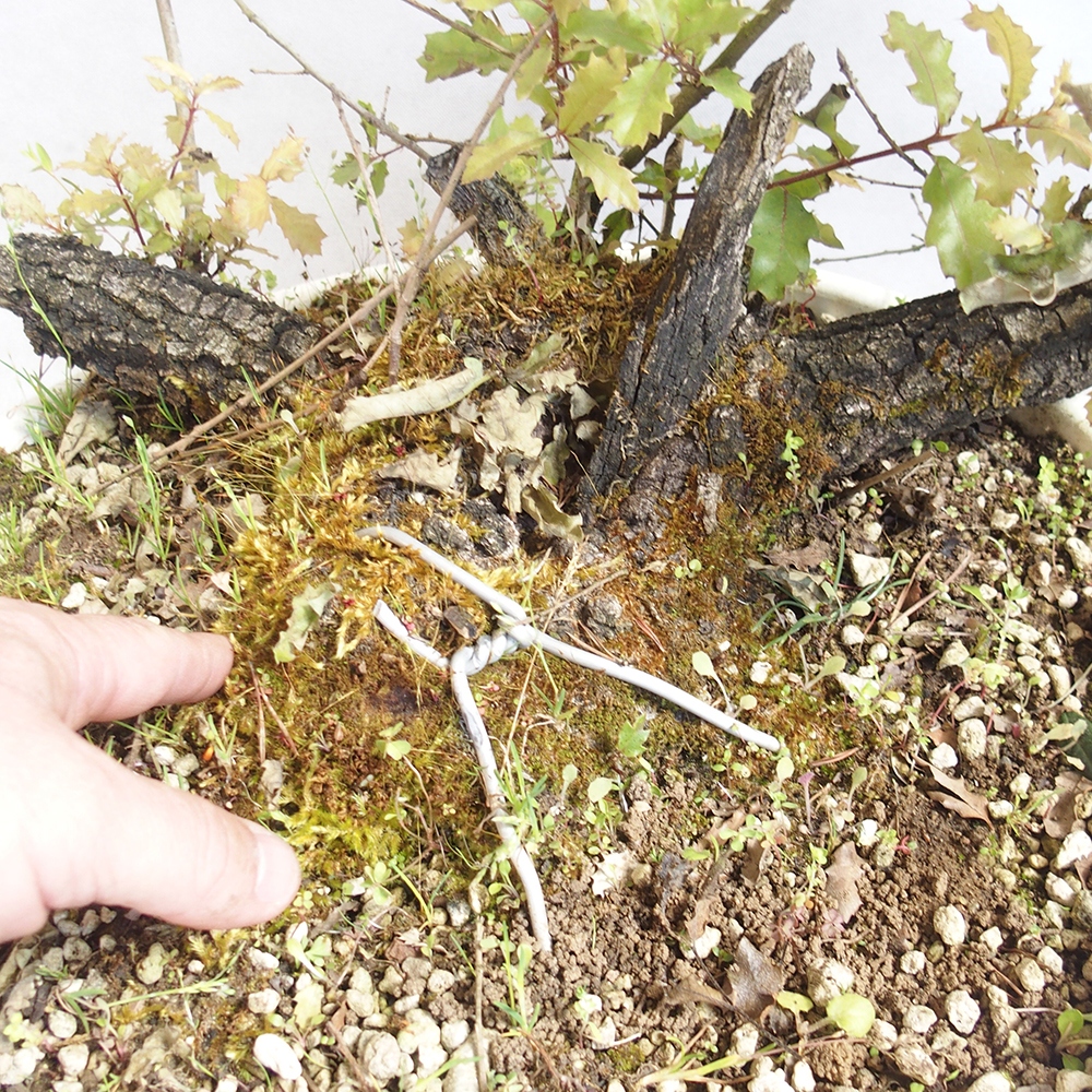 Venkovní bonsai Quercus Cerris - Dub Cer