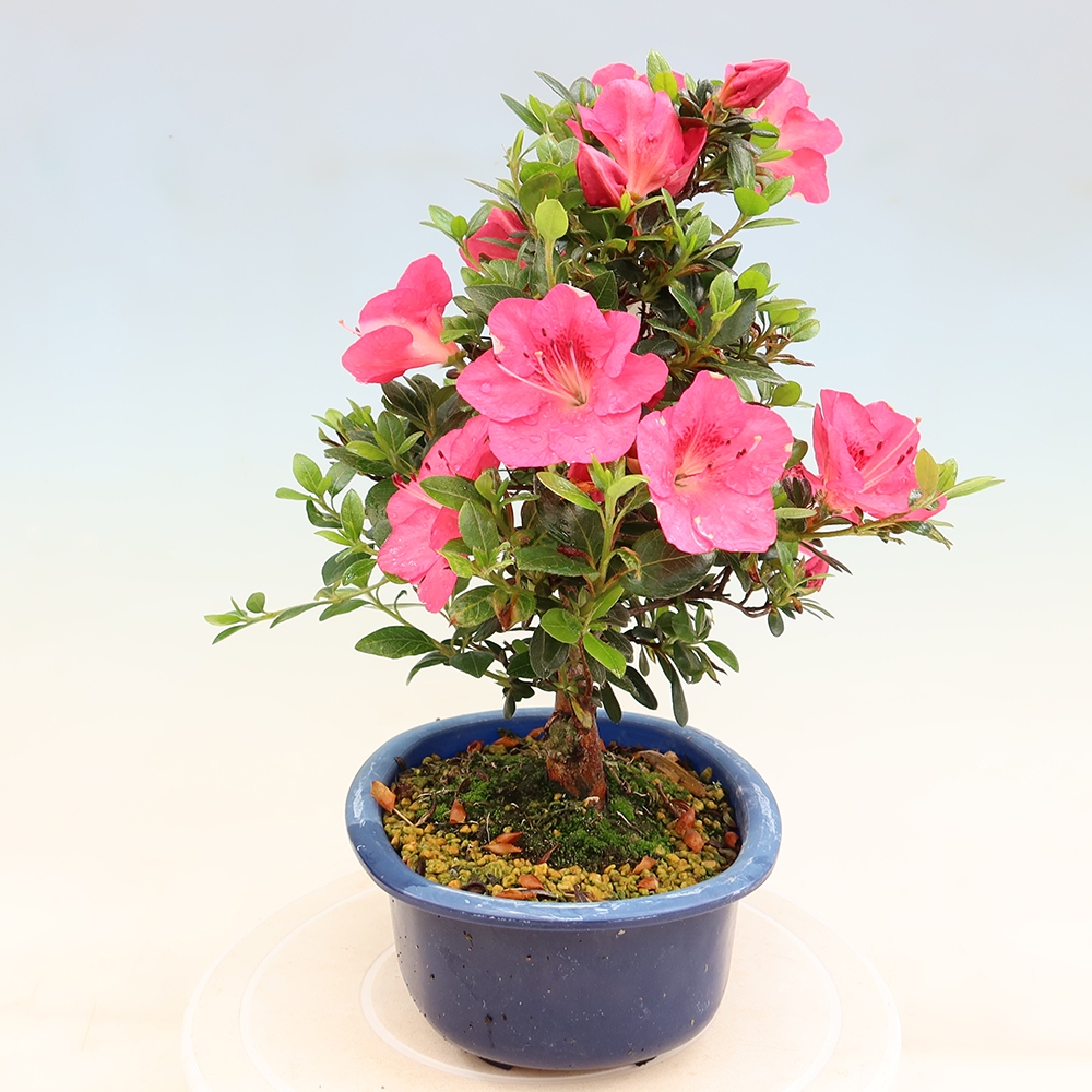 Venkovní bonsai - Japonská azalka - Azalea Kobai