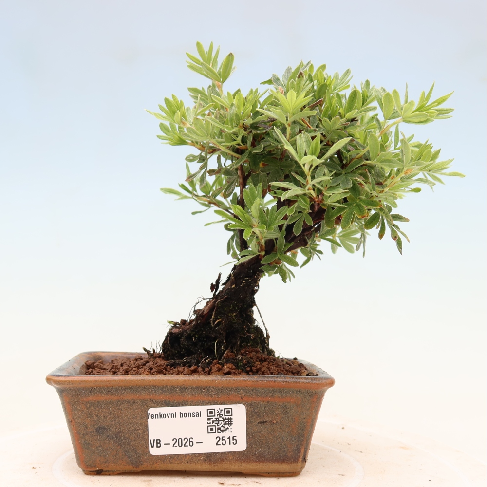 Venkovní bonsai-Mochna křovitá - potentila fruticosa 