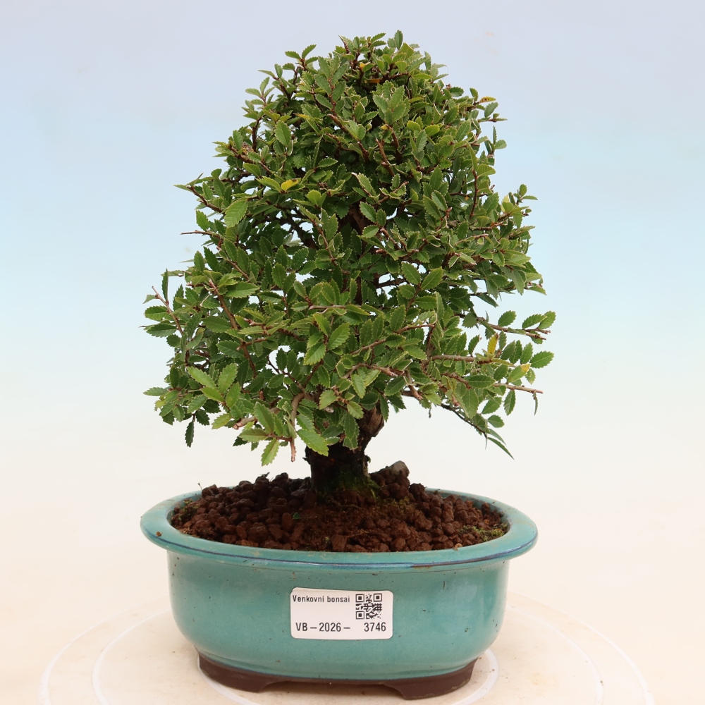 Venkovní bonsai - Zelkova - Zelkova NIRE