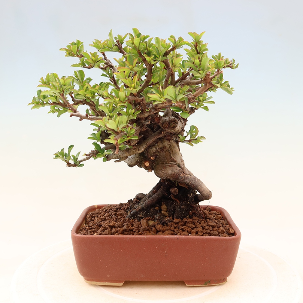Venkovní  bonsai -  Chaneomeles speciosa Chojubai - Kdoulovec ozdobný