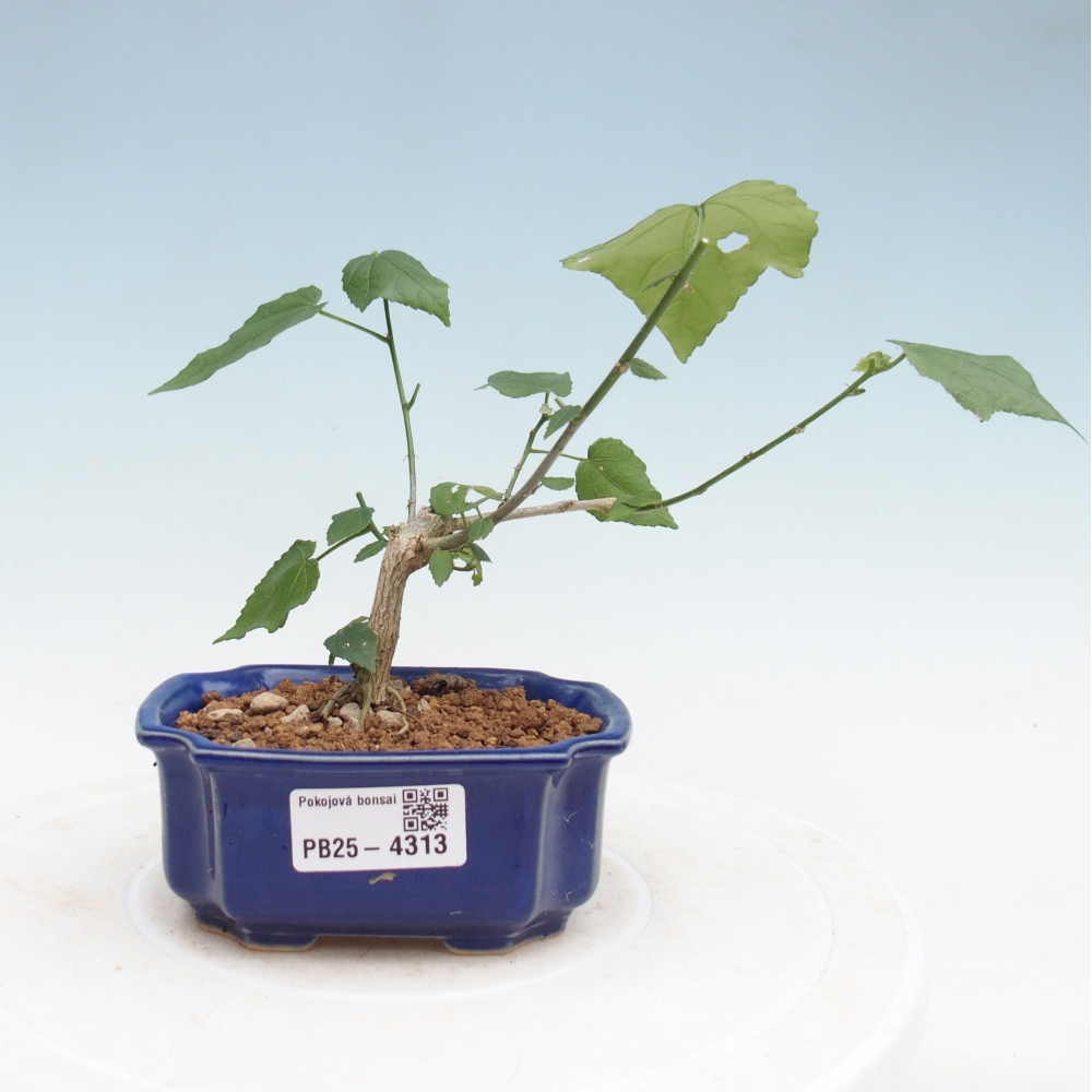 Pokojová bonsai - Malvaviscus arboreus - ibiškovec dřevnatý