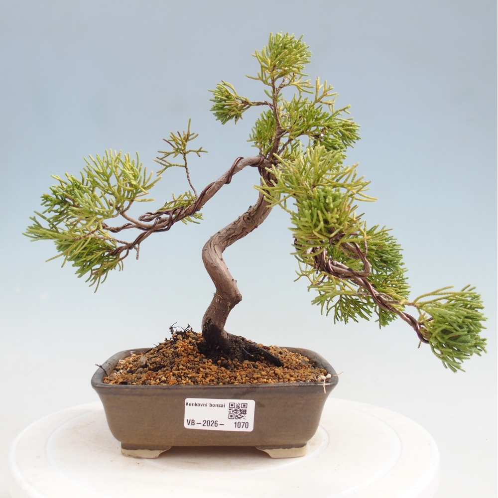 Venkovní bonsai - Juniperus chinensis Kishu -Jalovec čínský
