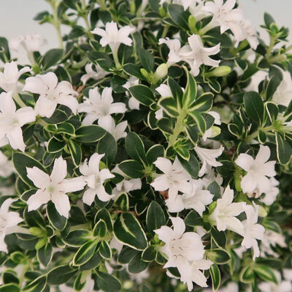 Pokojová bonsai - Serissa foetida Variegata - Strom tisíce hvězd