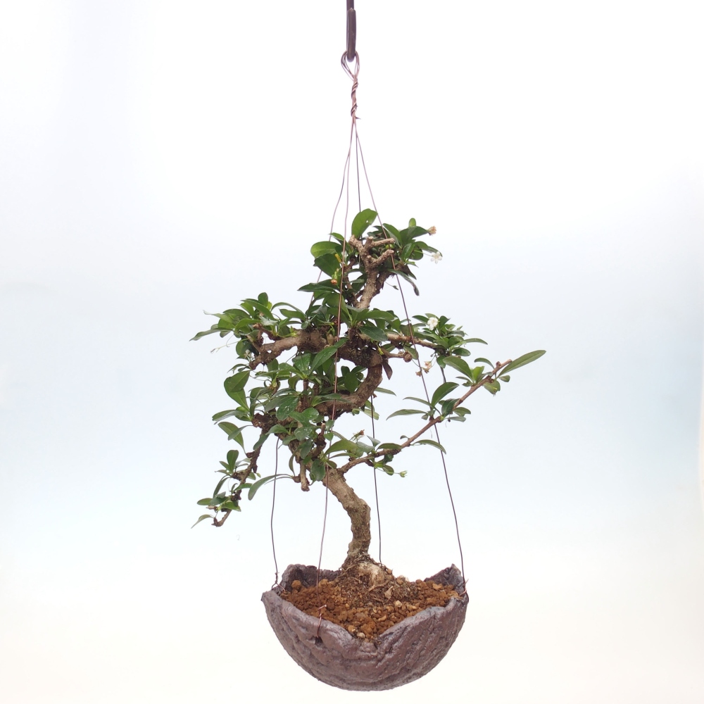 Kokedama v keramice - Čaj-fuki - Carmona macrophylla