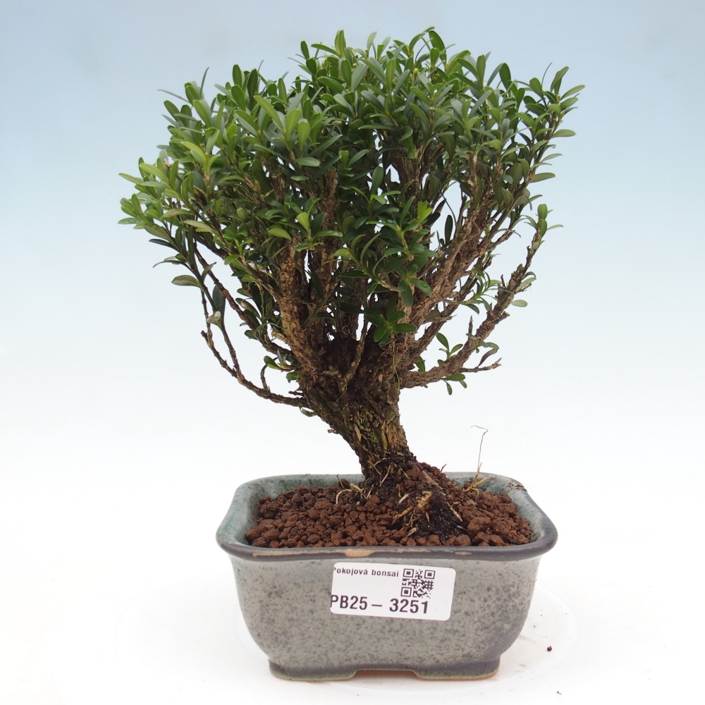 Pokojová bonsai - Buxus harlandii -korkový buxus