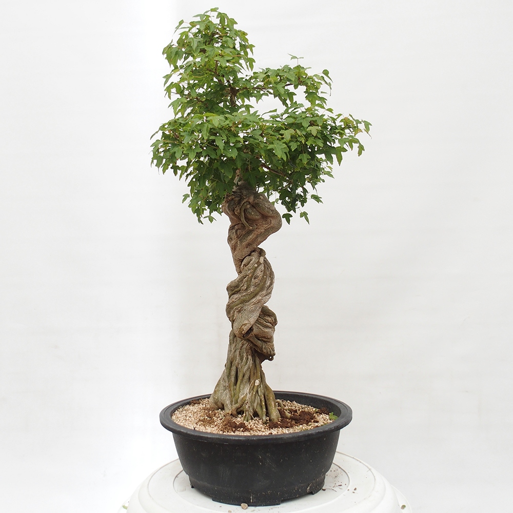 Venkovní bonsai - Acer Buergerianum - Javor Burgerův