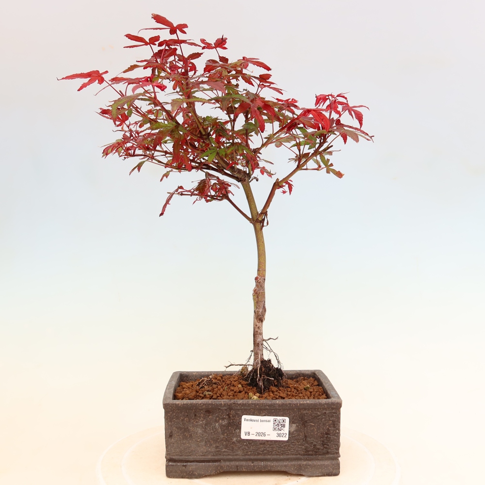 Venkovní bonsai -Javor dlanitolistý  - Acer palmatum Berry Broom 