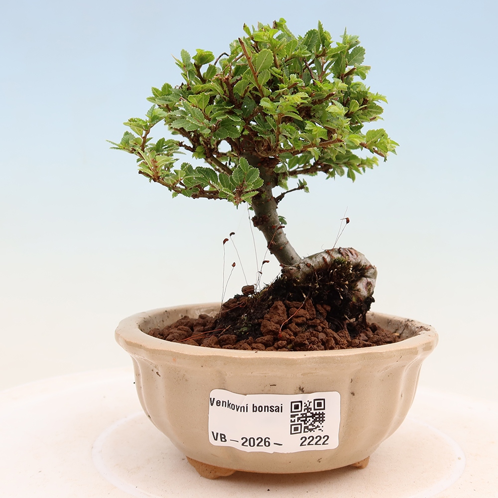 Venkovní bonsai - Ulmus parvifolia Sagei - Malolistý jilm