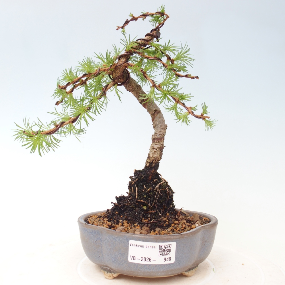 Venkovní bonsai - Larix Kaempferi - Modřín japonský