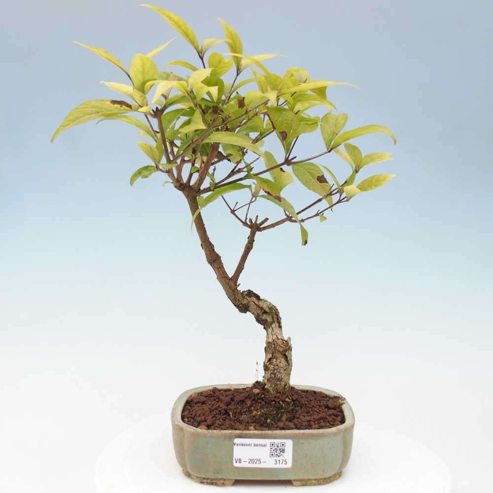Venkovní bonsai - krásnoplodka - Callicarpa japonica