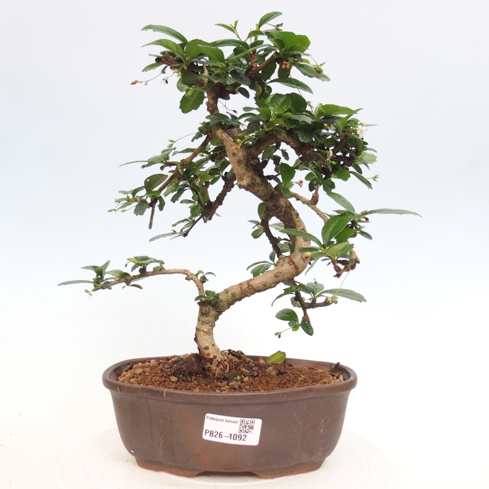 Pokojová bonsai - Carmona macrophylla - Čaj fuki