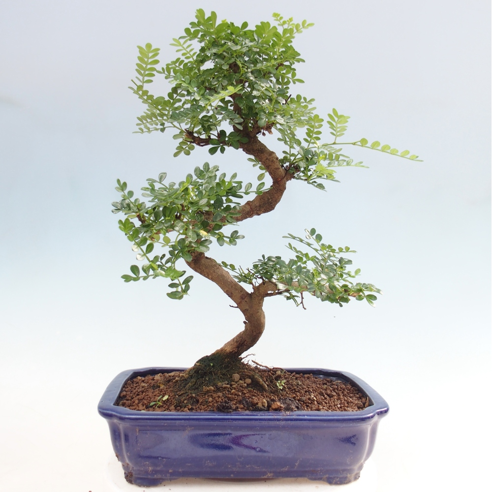 Pokojová bonsai - Zantoxylum piperitum - pepřovník