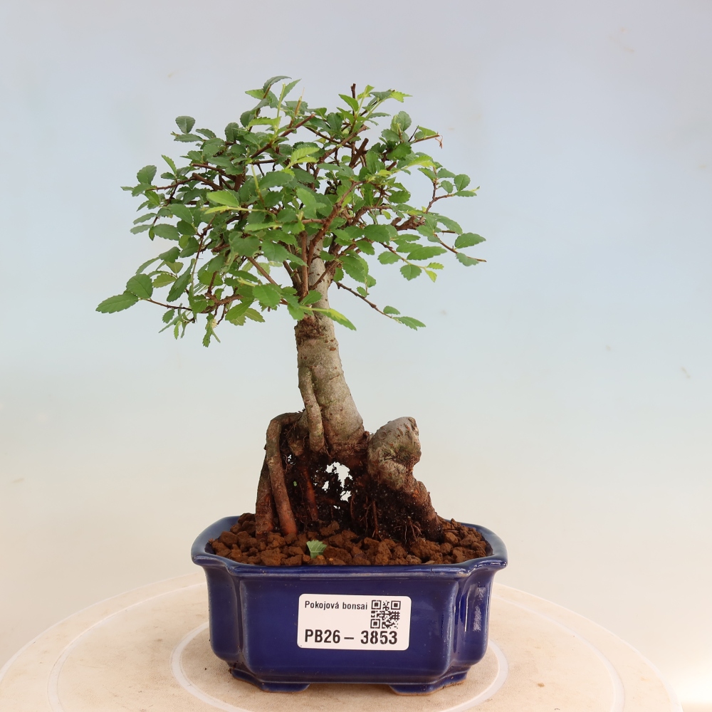 Pokojová bonsai - Ulmus parvifolia - Malolistý jilm