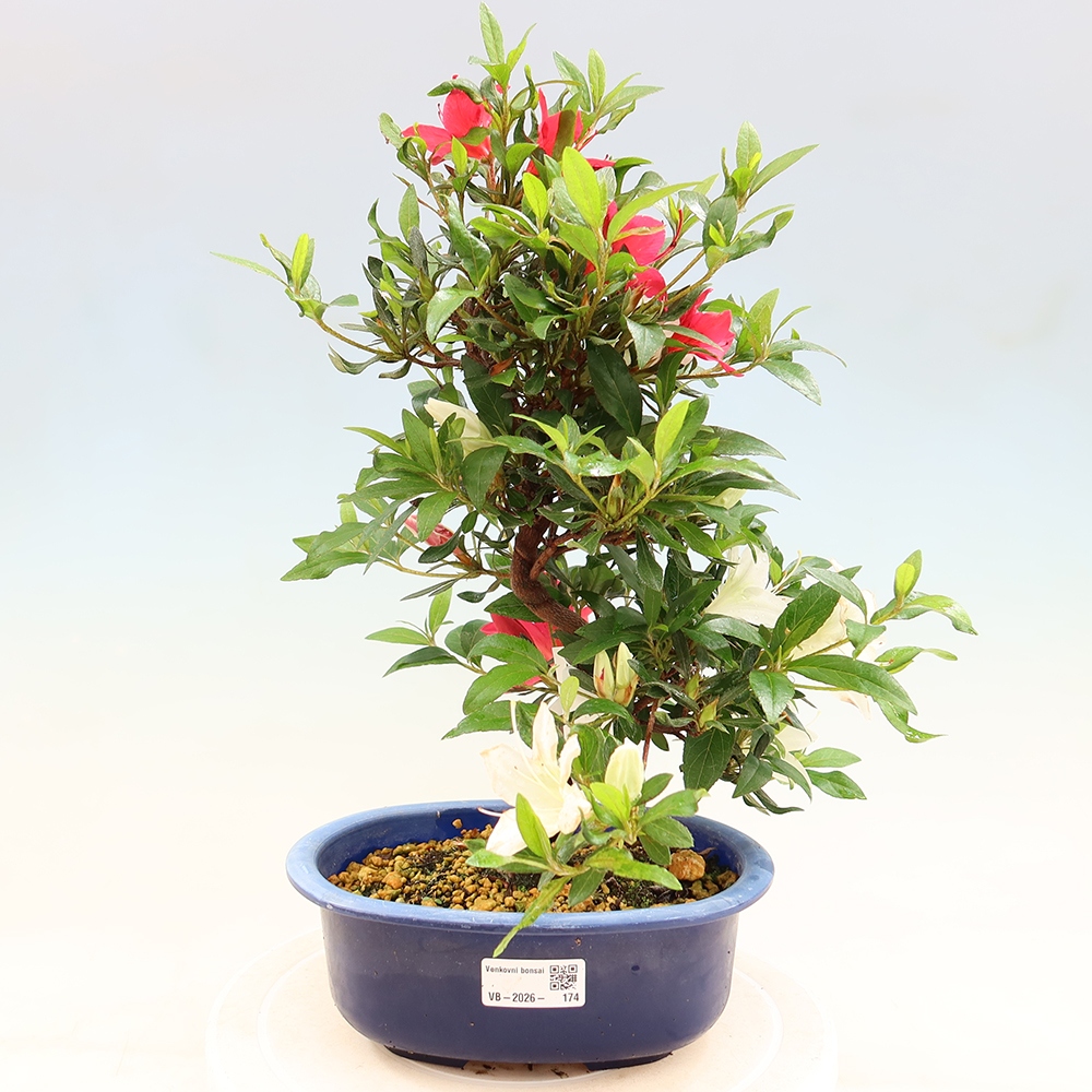 Venkovní bonsai - Japonská azalka - Azalea CHIHIRO
