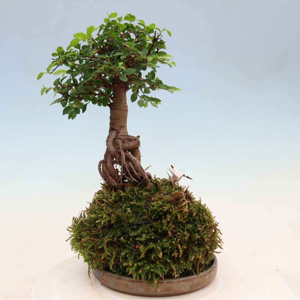 Kokedama s podmiskou - Ulmus parvifolia- malolistý jilm