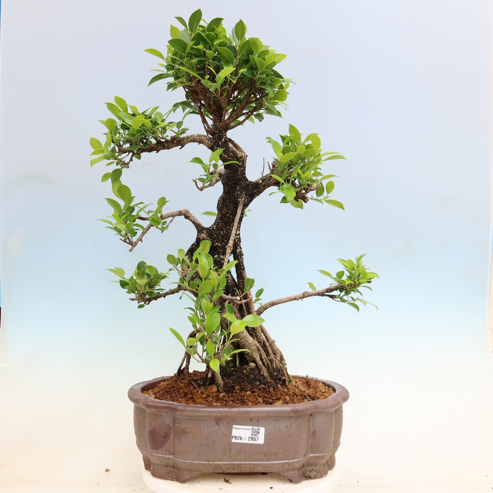 Pokojová bonsai - Ficus kimmen -  malolistý fíkus