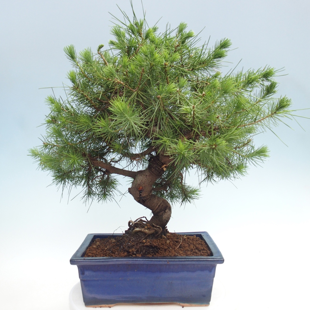 Pokojová bonsai-Pinus halepensis-Borovice alepská