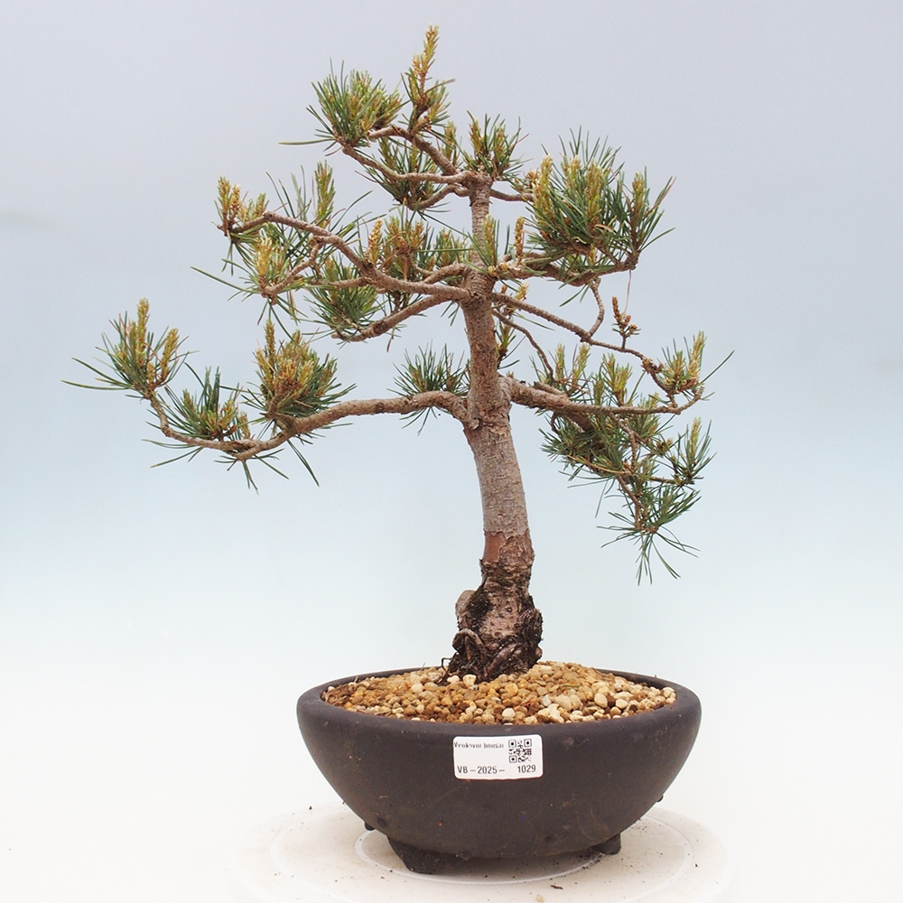 Venkovní bonsai - Pinus Sylvestris Watererri - Borovice lesní