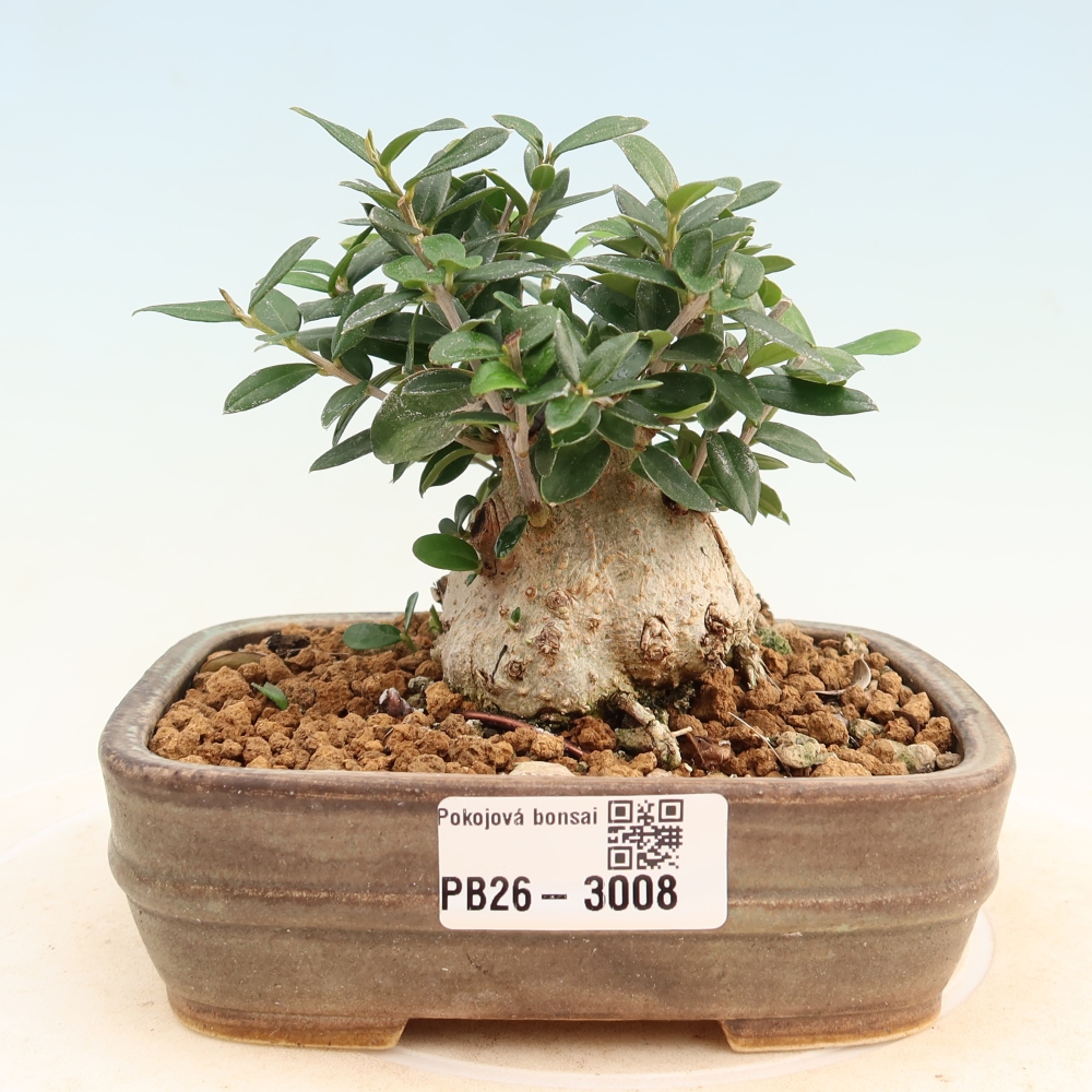 Pokojová bonsai - Olea europaea sylvestris -Oliva evropská drobnolistá
